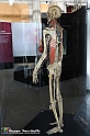 VBS_2957 - Sistema nervoso - Mostra Body Worlds